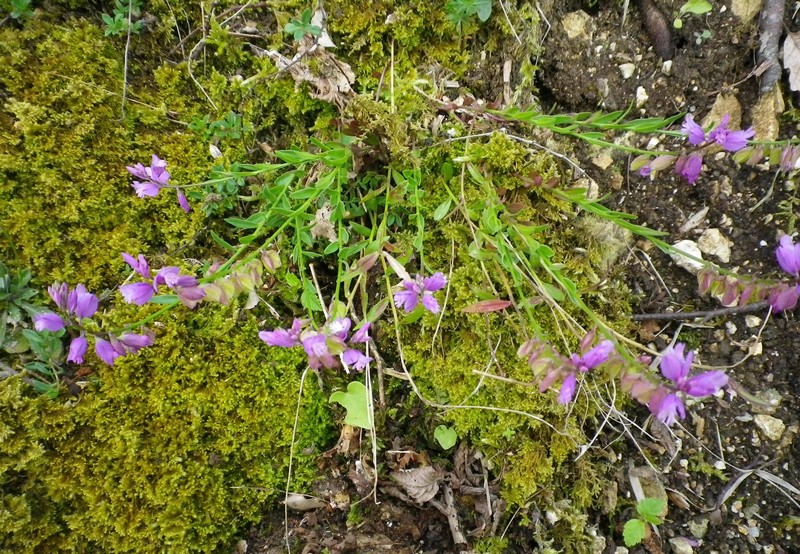 Un fiore semplicemente - Polygala sp.